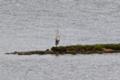 [北海道][鳥]アオサギ @春国岱
