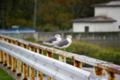 [北海道][鳥]カモメ @春国岱