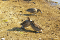 [北海道][ウトナイ湖][鳥]"どつきあい" @ウトナイ湖