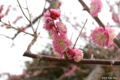 [北海道][花][桜][松前]