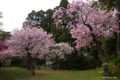 [北海道][花][桜][松前]桜三式