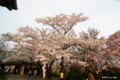 [北海道][花][桜][松前]城門の桜 I