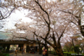 [北海道][花][桜][松前]城門の桜 II