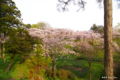 [北海道][花][桜][松前]夕陽紅注す桜の岡 I