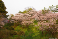 [北海道][花][桜][松前]夕陽紅注す桜の岡 II