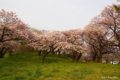 [北海道][花][桜][松前]夕陽紅注す桜の岡 III