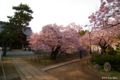 [北海道][花][桜][松前]血脈桜 I