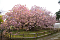 [北海道][花][桜][松前]血脈桜 II