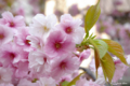 [北海道][花][桜][松前]血脈桜・近景