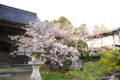 [北海道][花][桜][松前]龍雲院の蝦夷霞桜