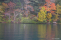 [北海道][大雪山][鳥]然別湖岸の紅葉 VI アイサ
