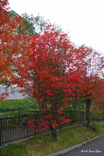 f:id:Terra-Khan:20081005160141j:image f:id:Terra-Khan:20081005160141j:image