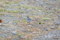 [北海道][鳥][大雪山]ハクセキレイ @糠平温泉