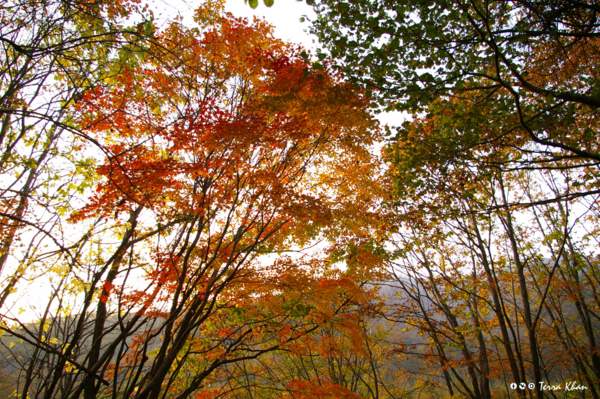 f:id:Terra-Khan:20081019162722j:image