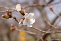 [北海道][松前][花][桜]冬桜 I