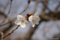 [北海道][松前][花][桜]冬桜 II