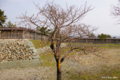 [北海道][松前]冬桜 全容