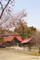 [北海道][松前][花]松前神社と冬桜