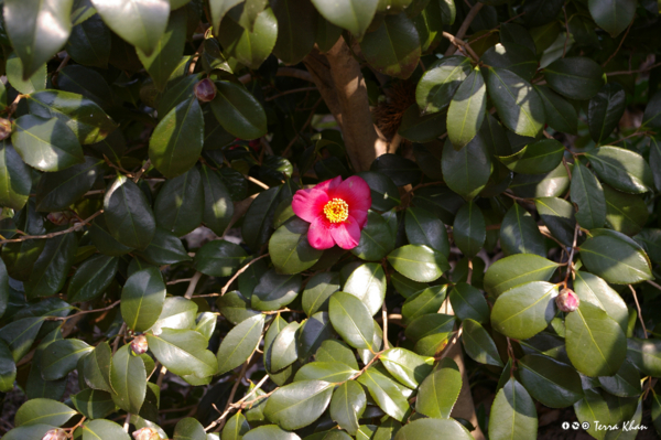 f:id:Terra-Khan:20090412134129j:image f:id:Terra-Khan:20090412134129j:image