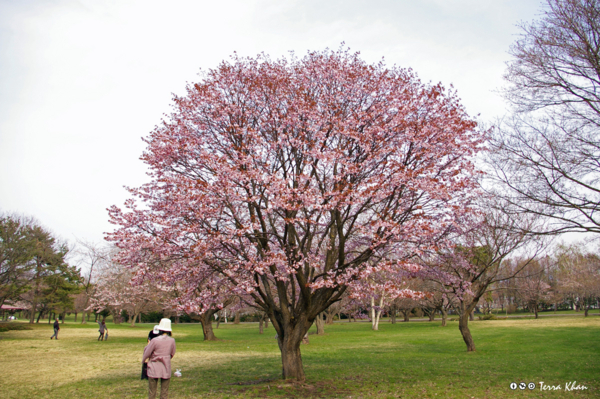 森町・オニウシ公園の大山桜