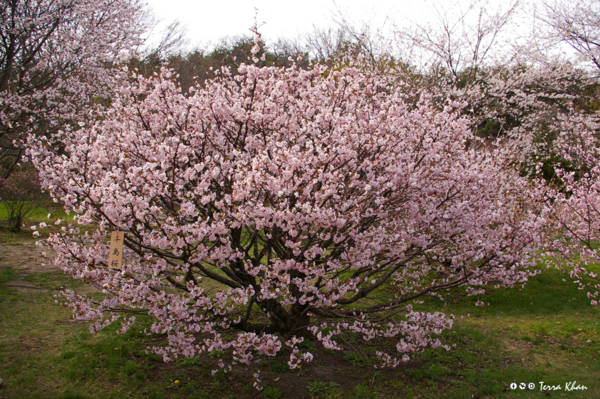 森町・オニウシ公園の千島桜