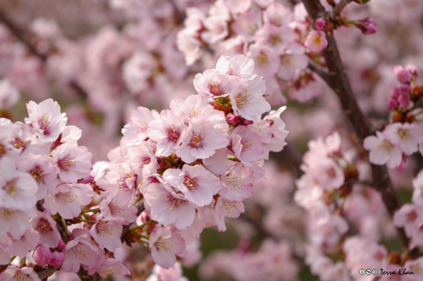 千島桜・近景