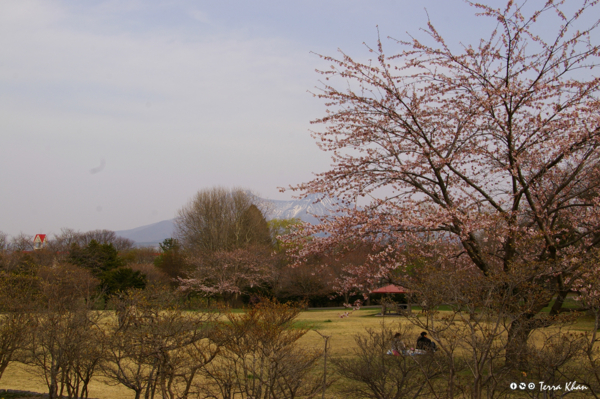 駒ヶ岳と桜I