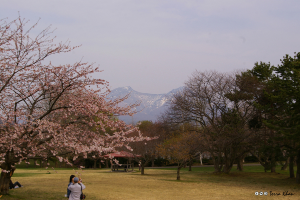 駒ヶ岳と桜II