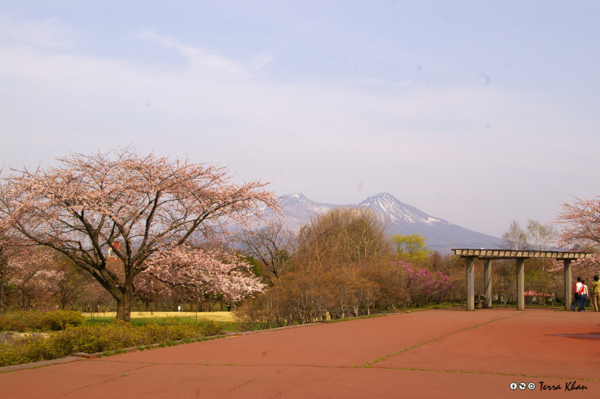 駒ヶ岳と桜III