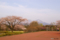 駒ヶ岳と桜III
