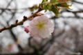 [北海道][松前][花][桜]松前の桜 南殿 近景