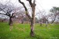 [北海道][松前][花][桜]松前の桜 枝垂桜