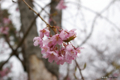 [北海道][松前][花][桜]松前の桜 枝垂桜 近景