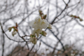 [北海道][松前][花][桜]松前の桜 翁桜 近景