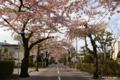 [北海道][函館][花][桜]桜ヶ丘通り I