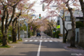 [北海道][函館][花][桜]桜ヶ丘通り II