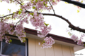 [北海道][函館][花][桜]桜ヶ丘通り ソメイヨシノ近景