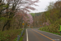 [北海道][花][桜]オロフレスキー場近くのヤマザクラ