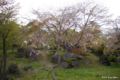 [北海道][有珠善光寺自然公園][花][桜]有珠善光寺自然公園の枝垂桜