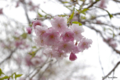 [北海道][有珠善光寺自然公園][花][桜]枝垂桜近景