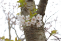 [北海道][有珠善光寺自然公園][花][桜]桜近景(種類不詳)