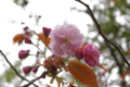 [北海道][有珠善光寺自然公園][花][桜]桜近景(種類不詳)