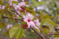 [北海道][有珠善光寺自然公園][花][桜]桜近景(種類不詳)