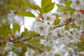 [北海道][有珠善光寺自然公園][花][桜]桜近景(種類不詳)