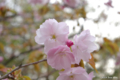 [北海道][有珠善光寺自然公園][花][桜]桜近景(種類不詳)