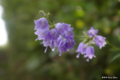 [北海道][函館][花]函館山の花々 I