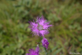 [北海道][函館][花]函館山の花々 II