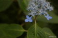 [北海道][函館][花]函館山の花々 V