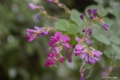 [北海道][函館][花]函館山の花々 VII