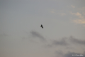 [山梨県][富士五湖][鳥](名称不明)
